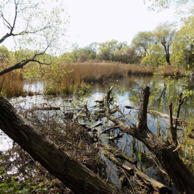 На территории Совских прудов могут построить развлекательный комплекс